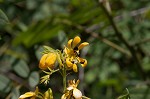 Maryland senna <BR>Wild senna