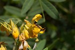 Maryland senna <BR>Wild senna