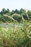 Giant bristlegrass