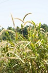 Giant bristlegrass