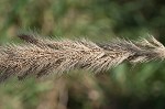 Giant bristlegrass