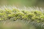 Giant bristlegrass