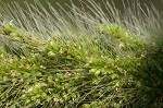 Giant bristlegrass