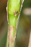 Giant bristlegrass