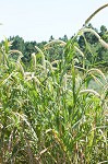 Giant bristlegrass