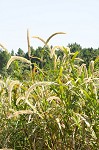 Giant bristlegrass