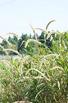 Giant bristlegrass