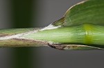 Giant bristlegrass