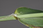 Giant bristlegrass