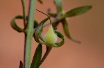 Piedmont blacksenna