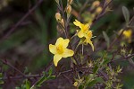 Piedmont blacksenna