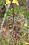 Piedmont blacksenna