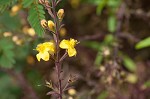 Piedmont blacksenna