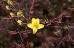 Piedmont blacksenna