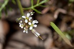 Virginia winged rockcress