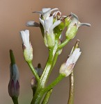 Virginia winged rockcress