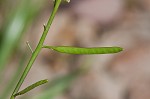 Virginia winged rockcress