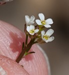 Virginia winged rockcress