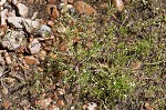 Virginia winged rockcress