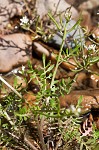 Virginia winged rockcress