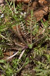 Virginia winged rockcress