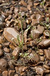 Virginia winged rockcress