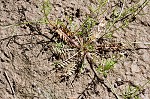 Virginia winged rockcress