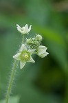 Oneseed bur cucumber