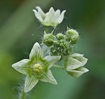 Oneseed bur cucumber