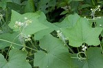 Oneseed bur cucumber