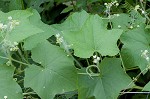 Oneseed bur cucumber