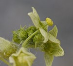 Oneseed bur cucumber