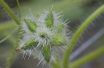 Oneseed bur cucumber