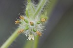 Oneseed bur cucumber