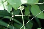 Oneseed bur cucumber