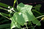 Oneseed bur cucumber