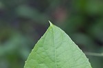 Oneseed bur cucumber