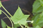 Oneseed bur cucumber