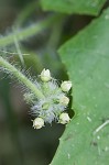 Oneseed bur cucumber