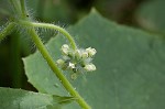 Oneseed bur cucumber