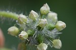 Oneseed bur cucumber