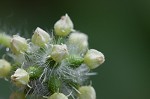 Oneseed bur cucumber