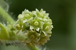 Oneseed bur cucumber