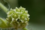 Oneseed bur cucumber