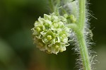 Oneseed bur cucumber