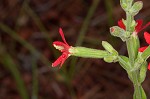 Royal catchfly