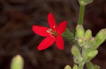 Royal catchfly