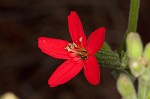 Royal catchfly