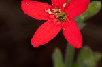 Royal catchfly