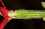 Royal catchfly